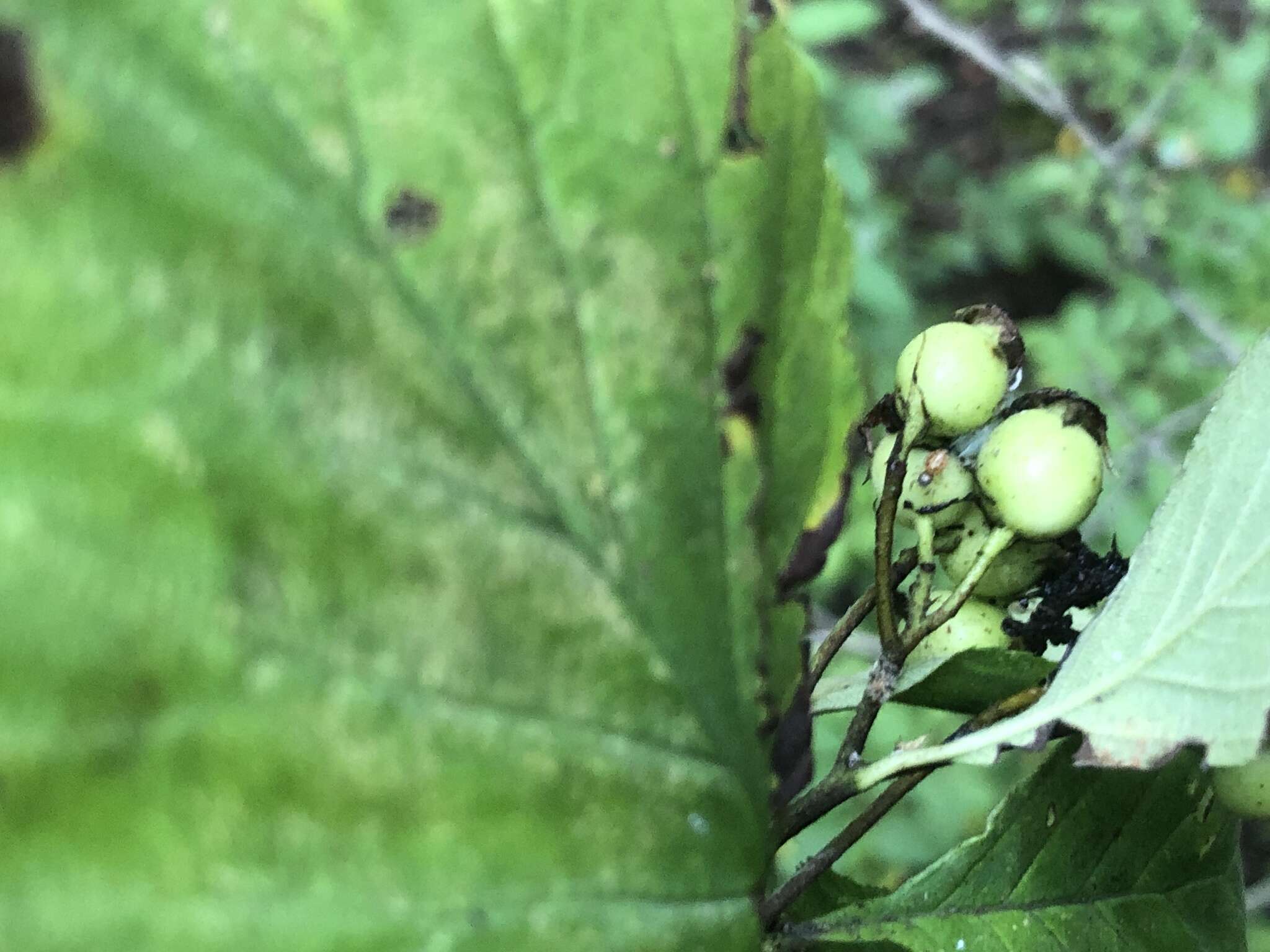 Sivun Crataegus calpodendron (Ehrh.) Medik. kuva