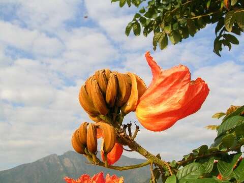 Image of African tulip tree