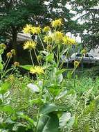 Image of Inula magnifica Lipsky