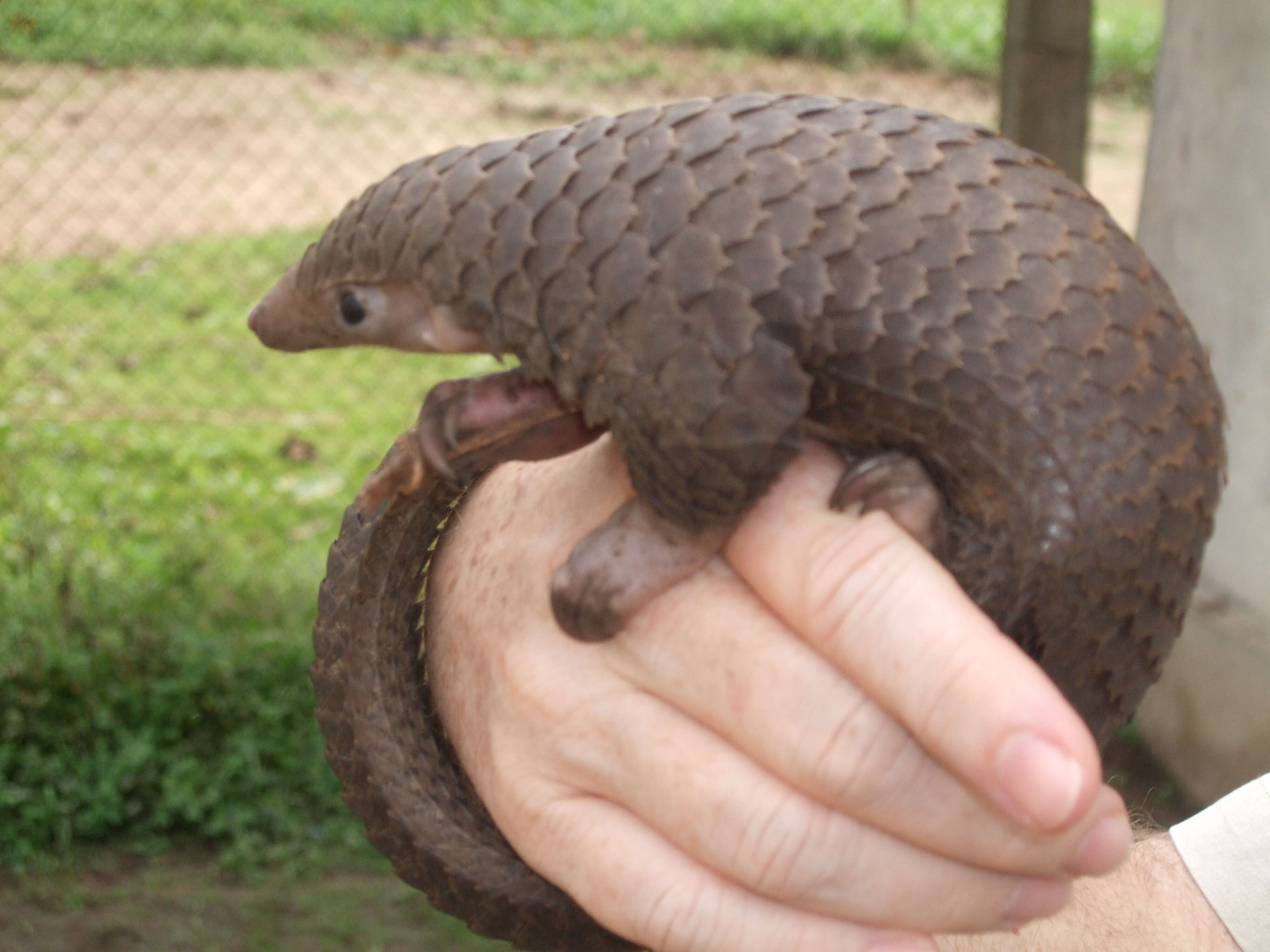 Image de Grand pangolin de l'Inde