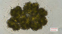 Image of Botryococcus Kützing 1849
