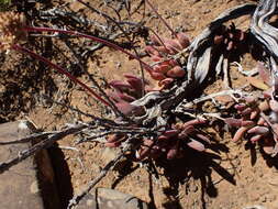 Image of Crassula pubescens Thunb.