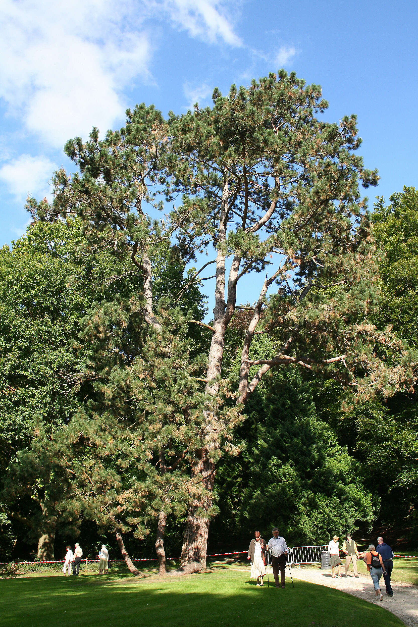 Image of Black Pine