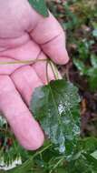 Imagem de Ageratina jucunda (E. Greene) A. Clewell & Woot.