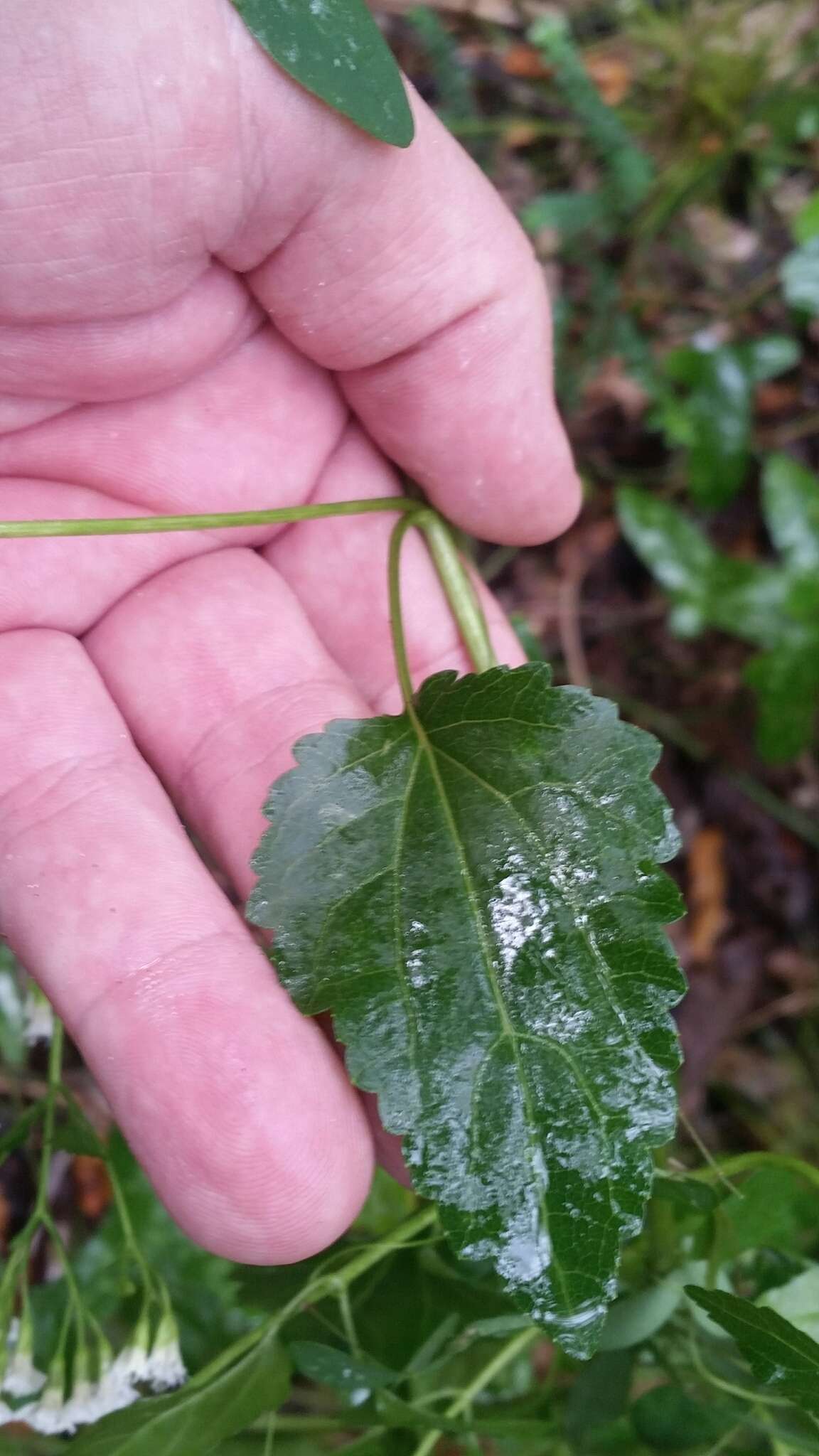 Image of hammock snakeroot