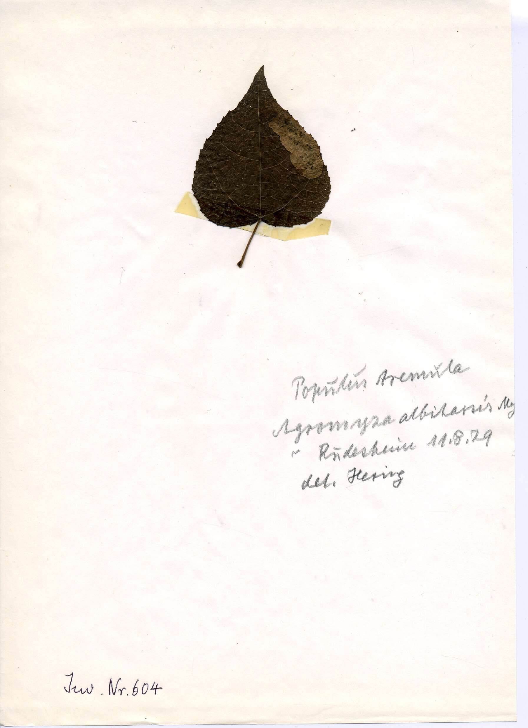 Image of Agromyza albitarsis Meigen 1830