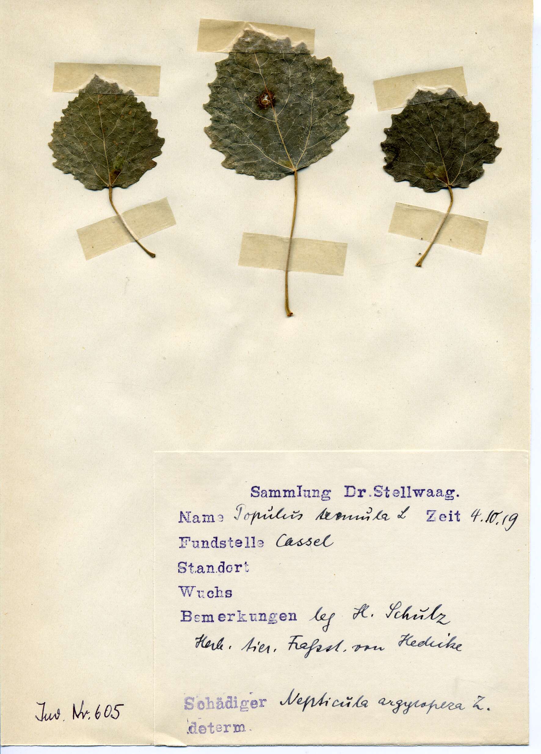 Image of Ectoedemia argyropeza (Zeller 1839) Bradley et al. 1972