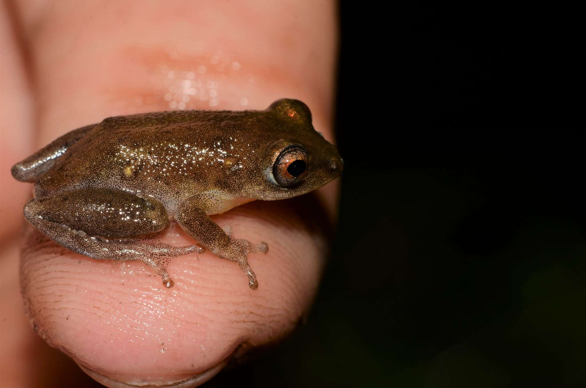 Image of Hyperolius stictus Conradie, Verburgt, Portik, Ohler, Bwong & Lawson 2018