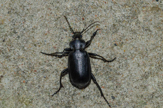 Image of Calosoma (Campalita) maderae (Fabricius 1775)