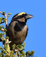 Tricholaema leucomelas centralis (Roberts 1932) resmi