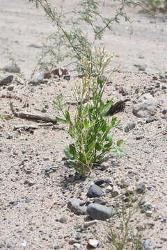 Image of Nicotiana paa R. Martinez-Crovetto