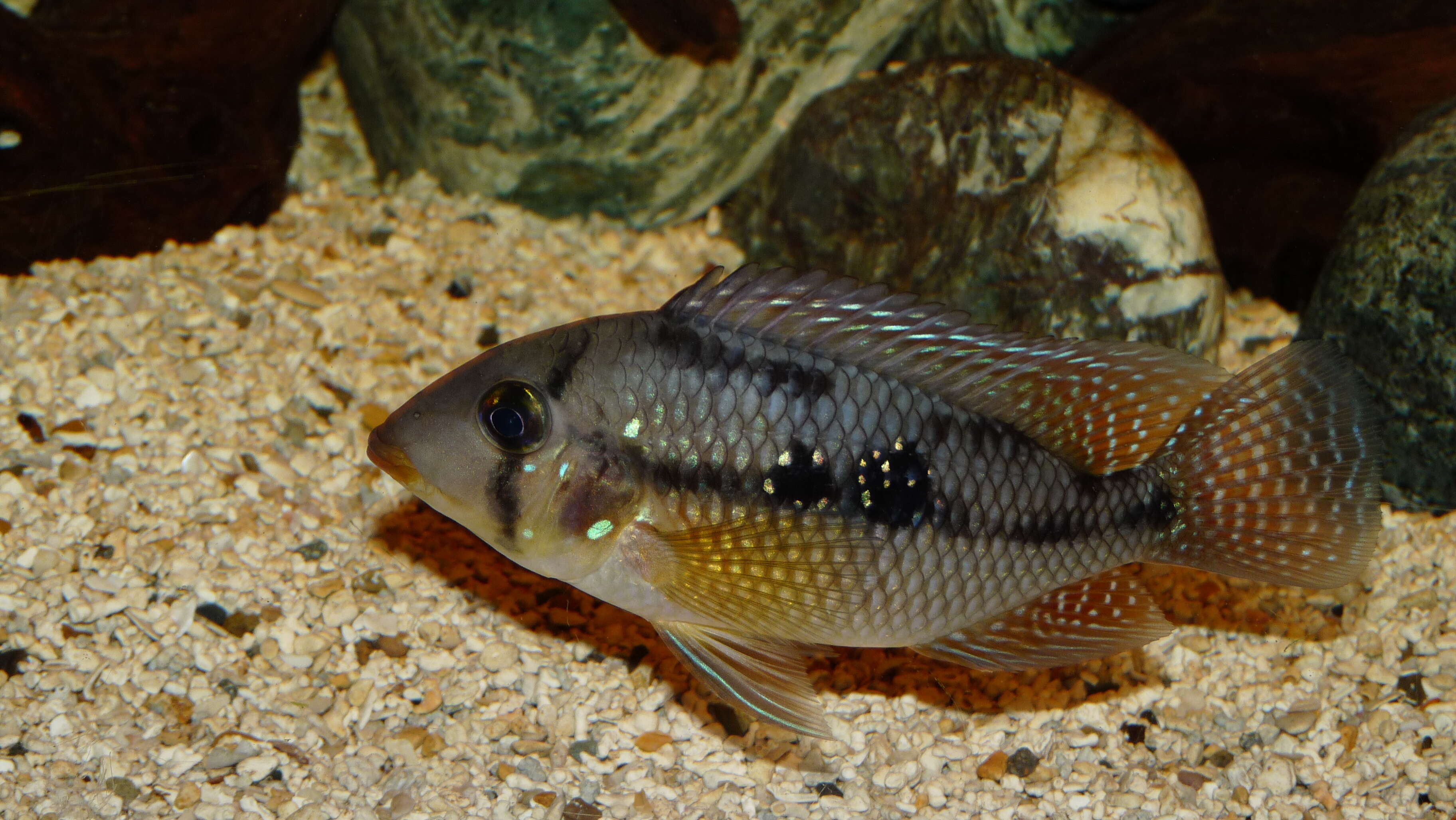 Image of Pearl cichlid