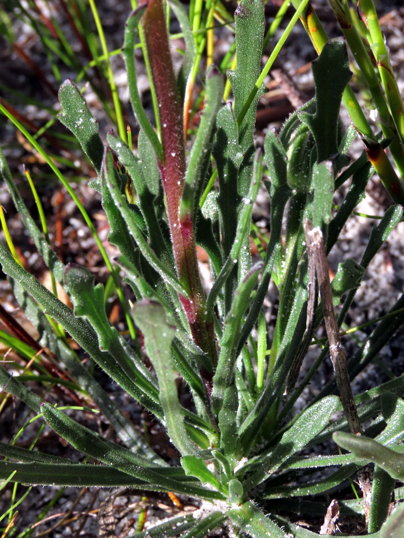 Image of Dimorphotheca nudicaulis (L.) DC.