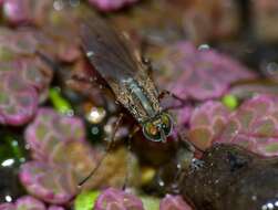 Image of Tetrachaetus bipunctatus Parent 1933