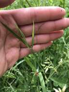 Image of Round-seeded Vetchling