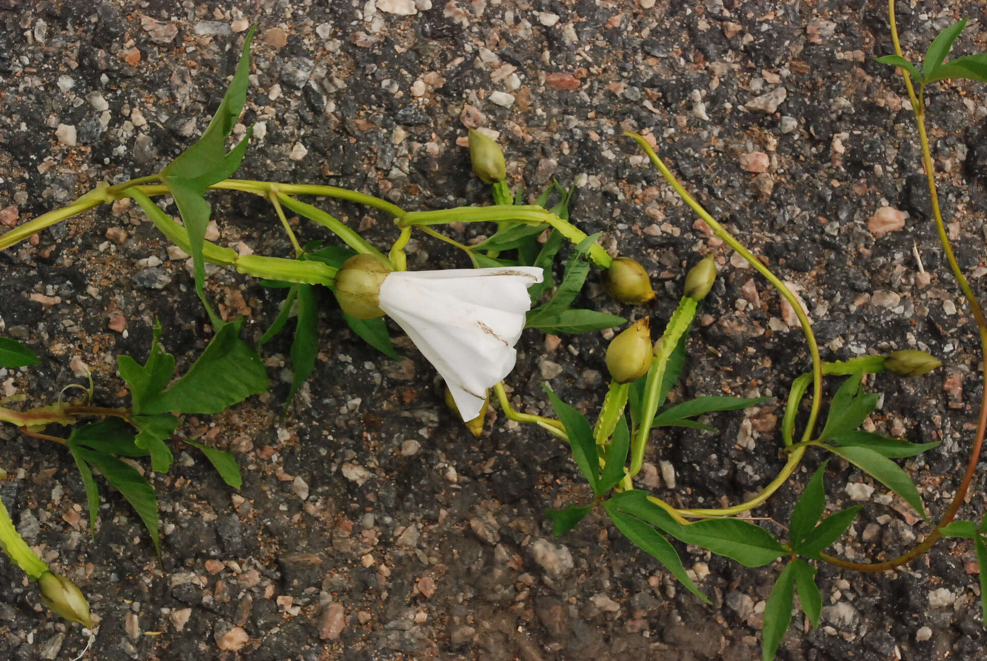 Image of Operculina macrocarpa (L.) Urb.