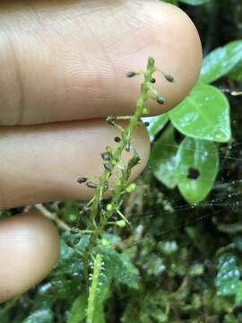 Image of Peperomia tovariana C. DC.