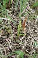 Image of branched moonwort