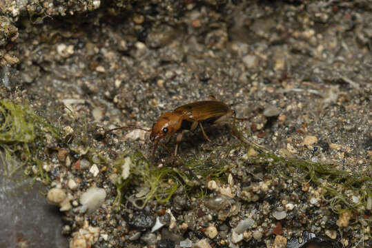 Image of Nebria (Tyrrhenia) testacea G. A. Olivier 1811