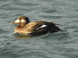 Image of White-winged Scoter