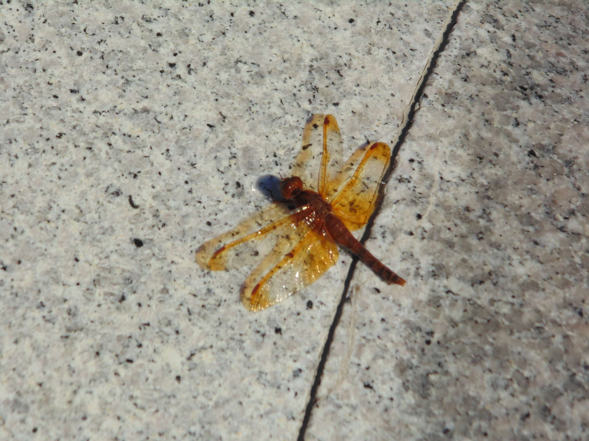 Image of Sympetrum croceolum (Selys 1883)