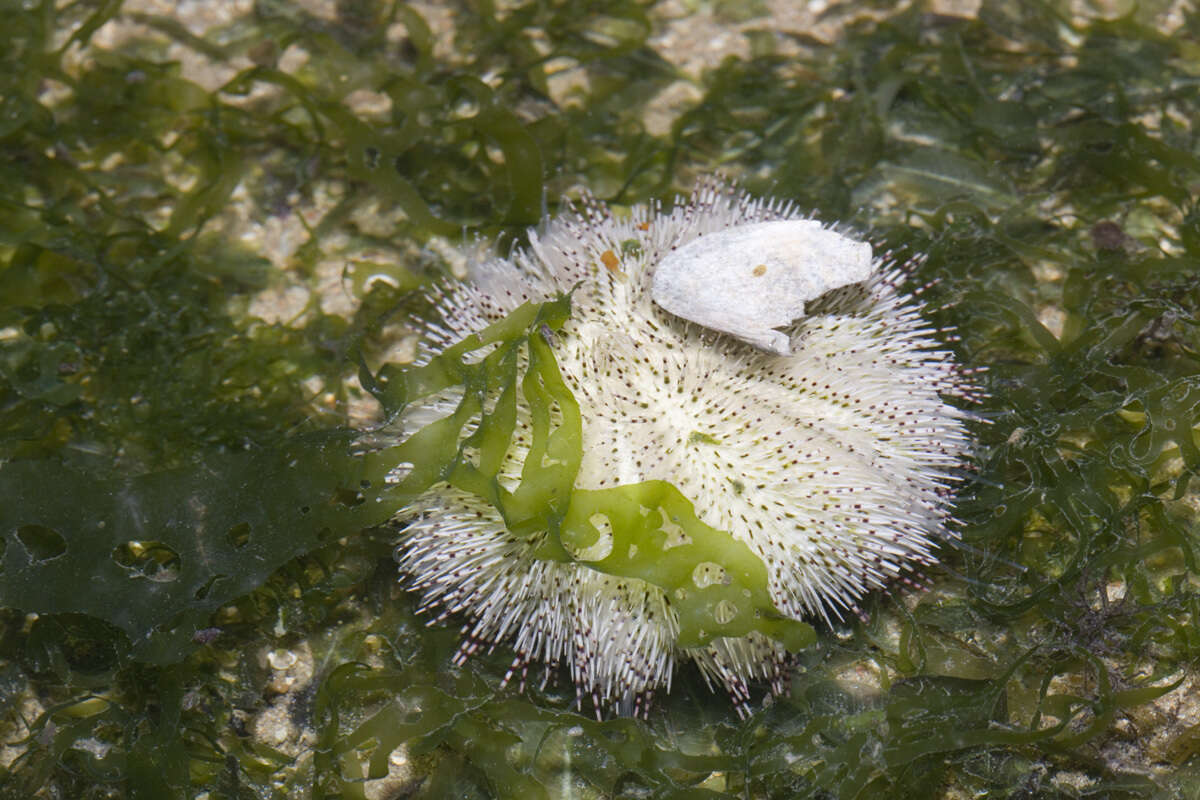 Image of Salmacis sphaeroides (Linnaeus 1758)