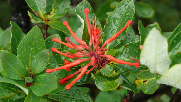 Image of Chilean firebush