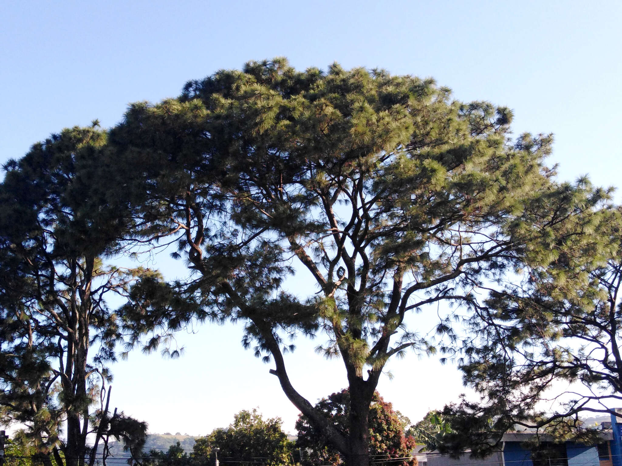 Image of Egg-cone Pine