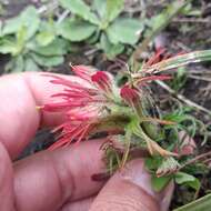 Image of Castilleja moranensis Kunth