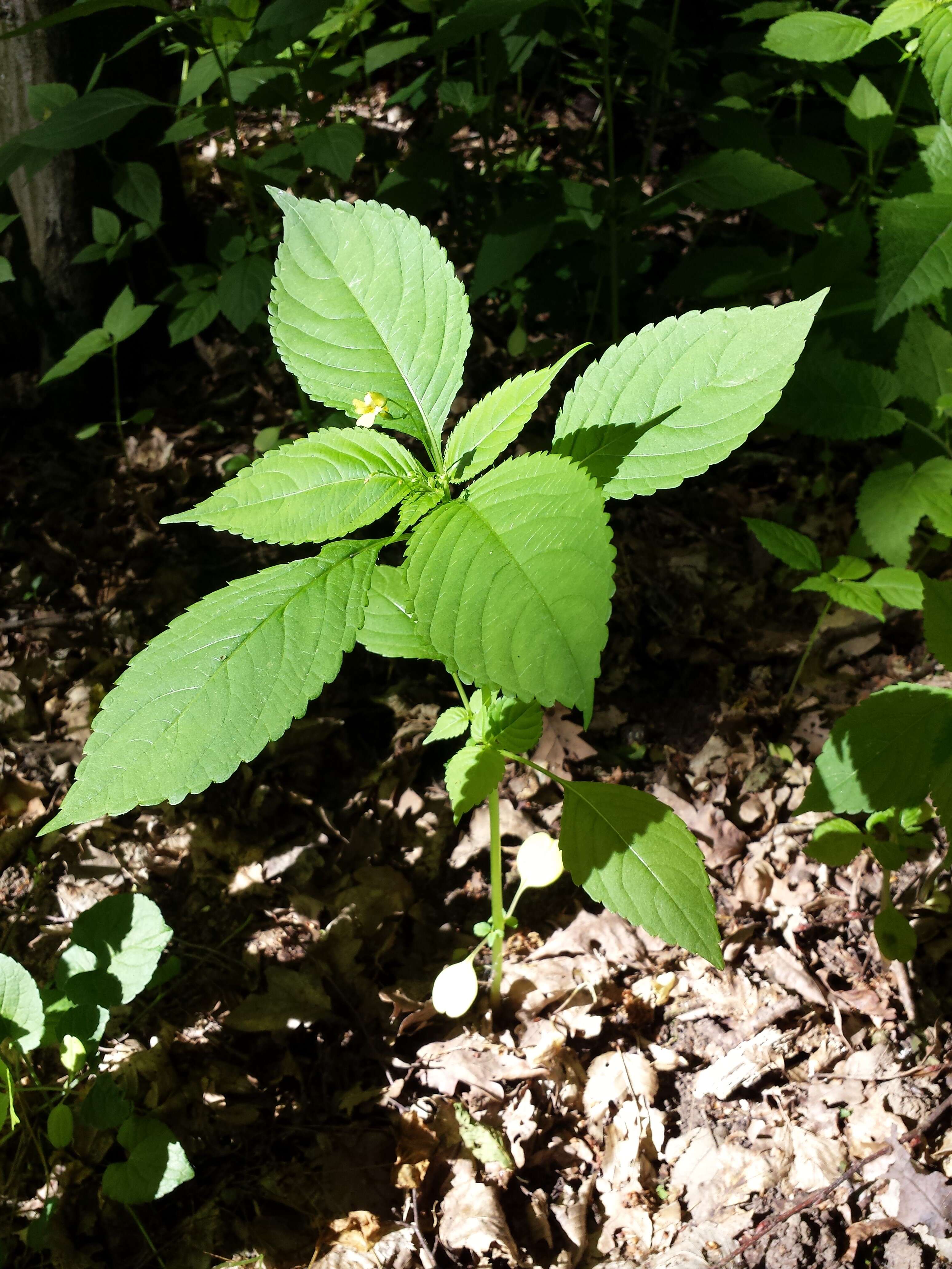 Impatiens parviflora DC. resmi