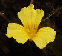 Image of Ottelia ulvifolia (Planch.) Walp.