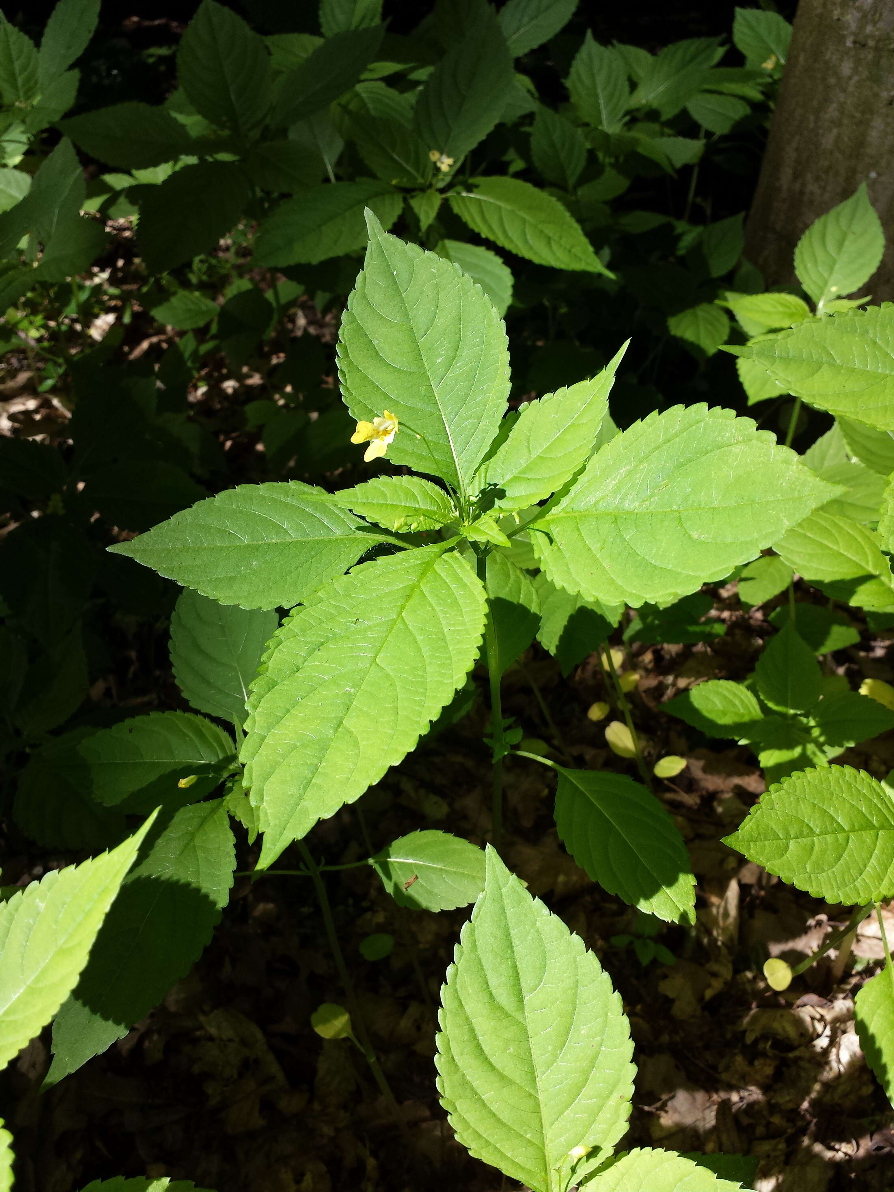 Image of small balsam