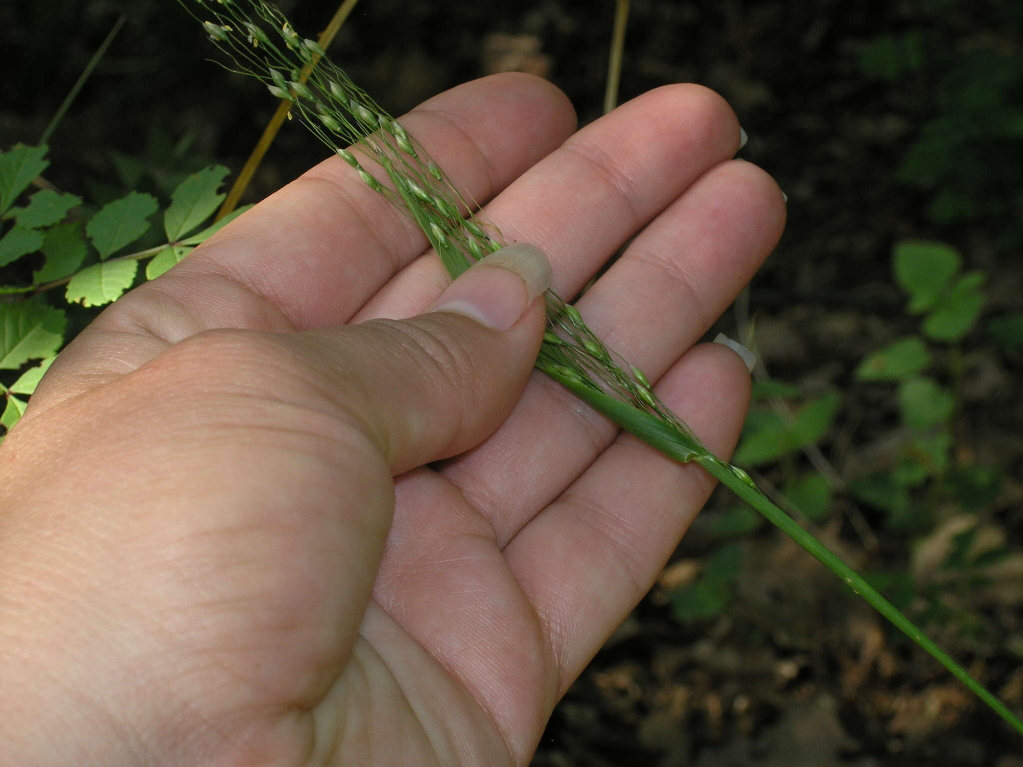 Image of Piptatherum virescens (Trin.) Boiss.