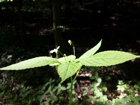 Image of small balsam