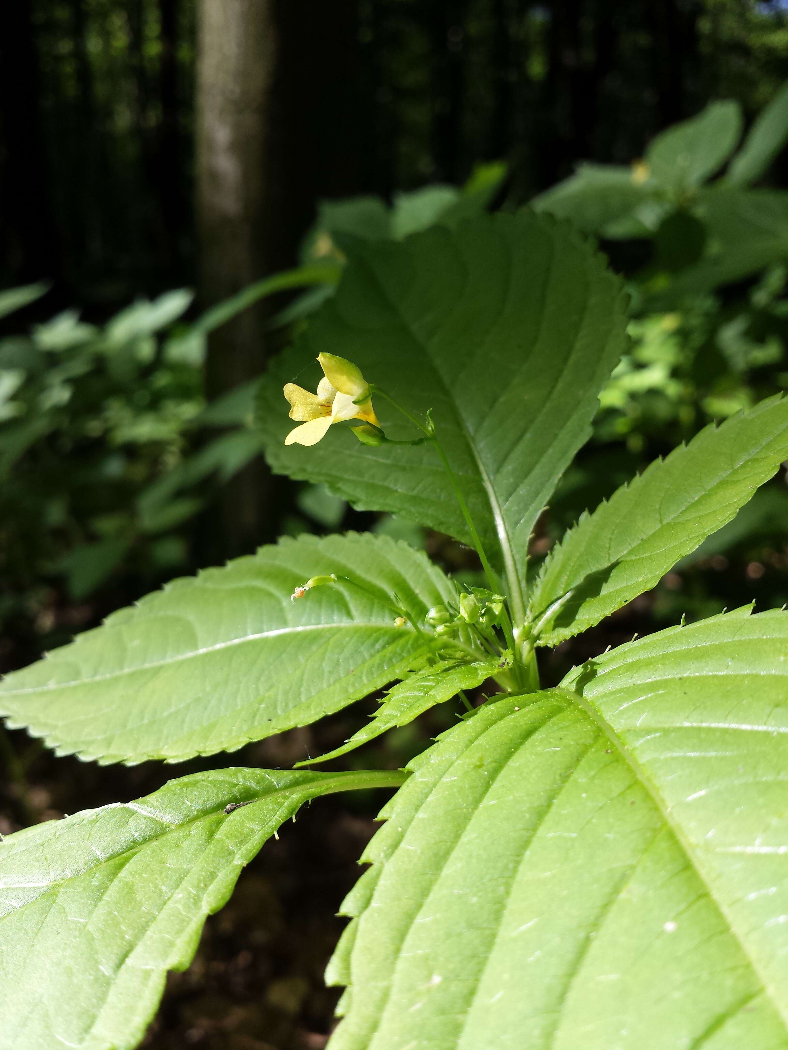 Image of small balsam