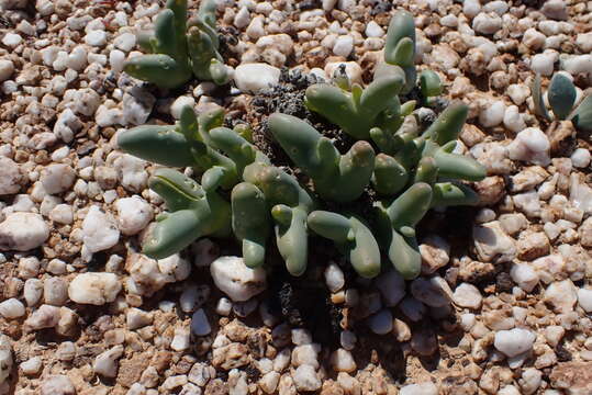 Imagem de Mesembryanthemum digitatum subsp. digitatum