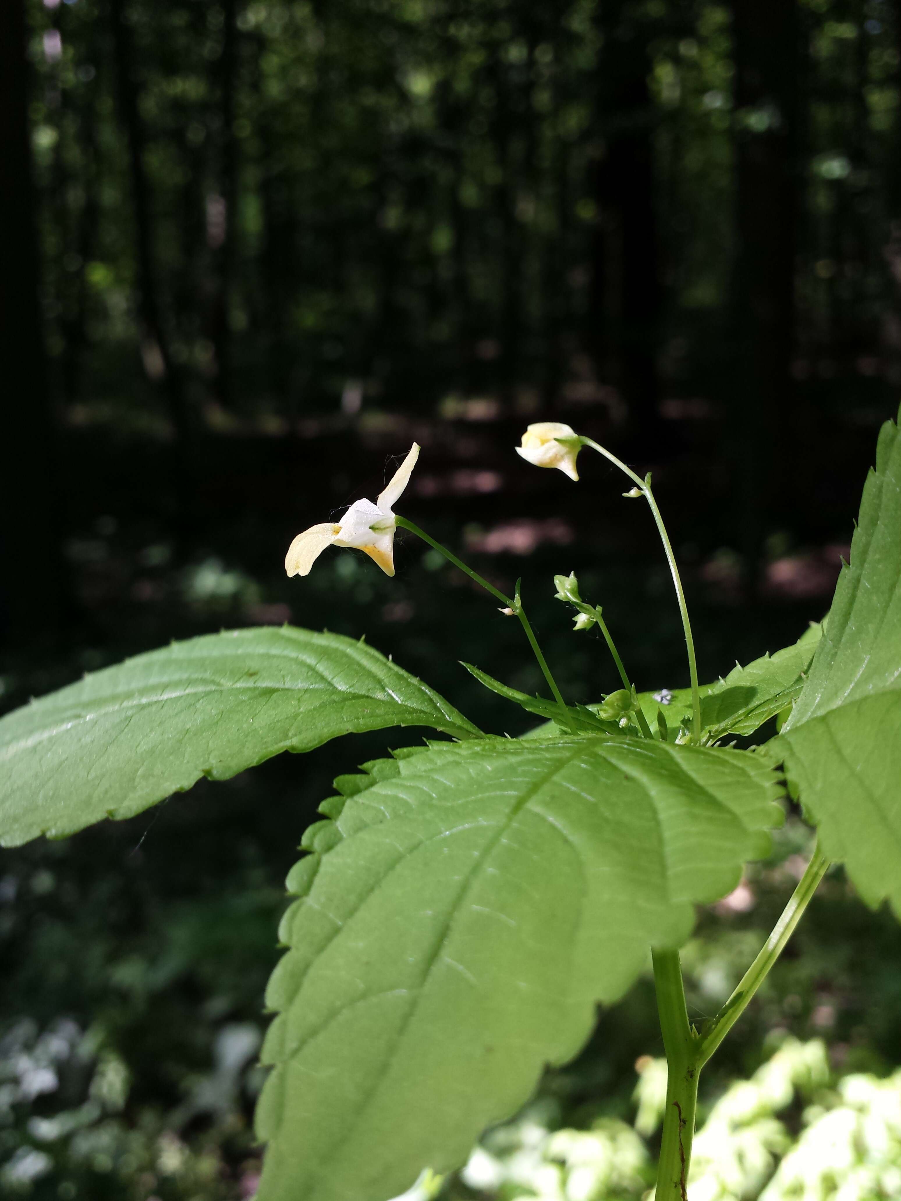 Image of small balsam