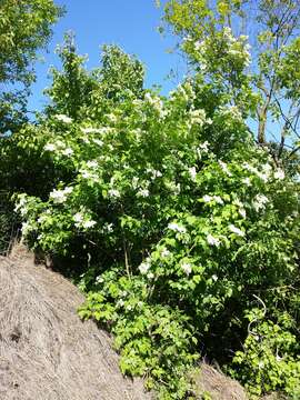 Imagem de Viburnum opulus L.