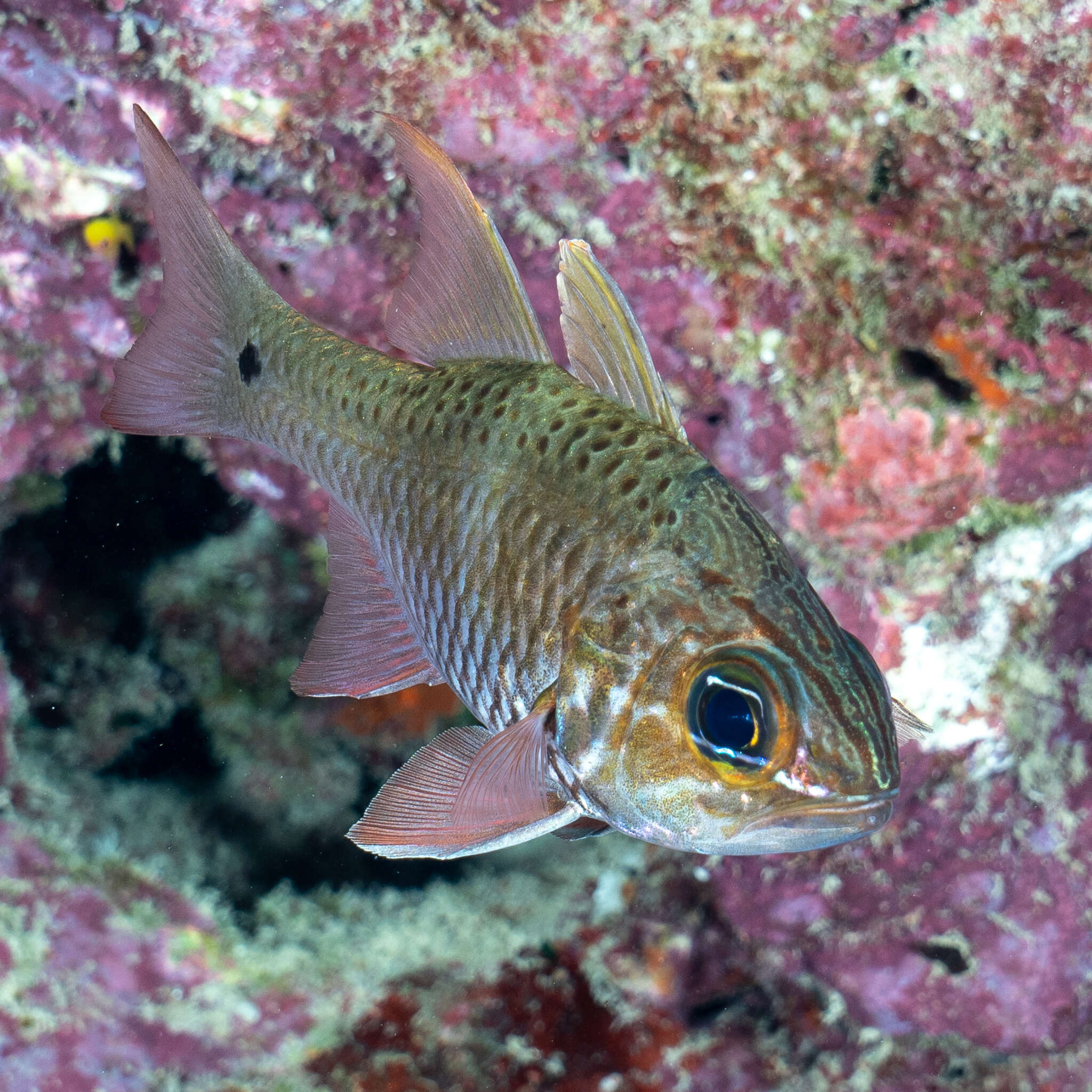 Image of Norfolk cardinalfish