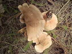 Image of Entoloma whiteae Murrill 1917