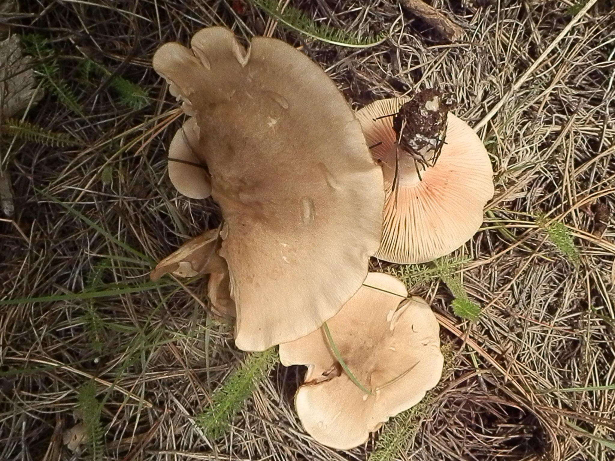 Image of Entoloma whiteae Murrill 1917