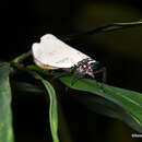 Image of Purusha pulverosa Distant 1918