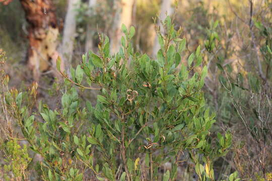 Image of Acacia myrtifolia (Sm.) Willd.