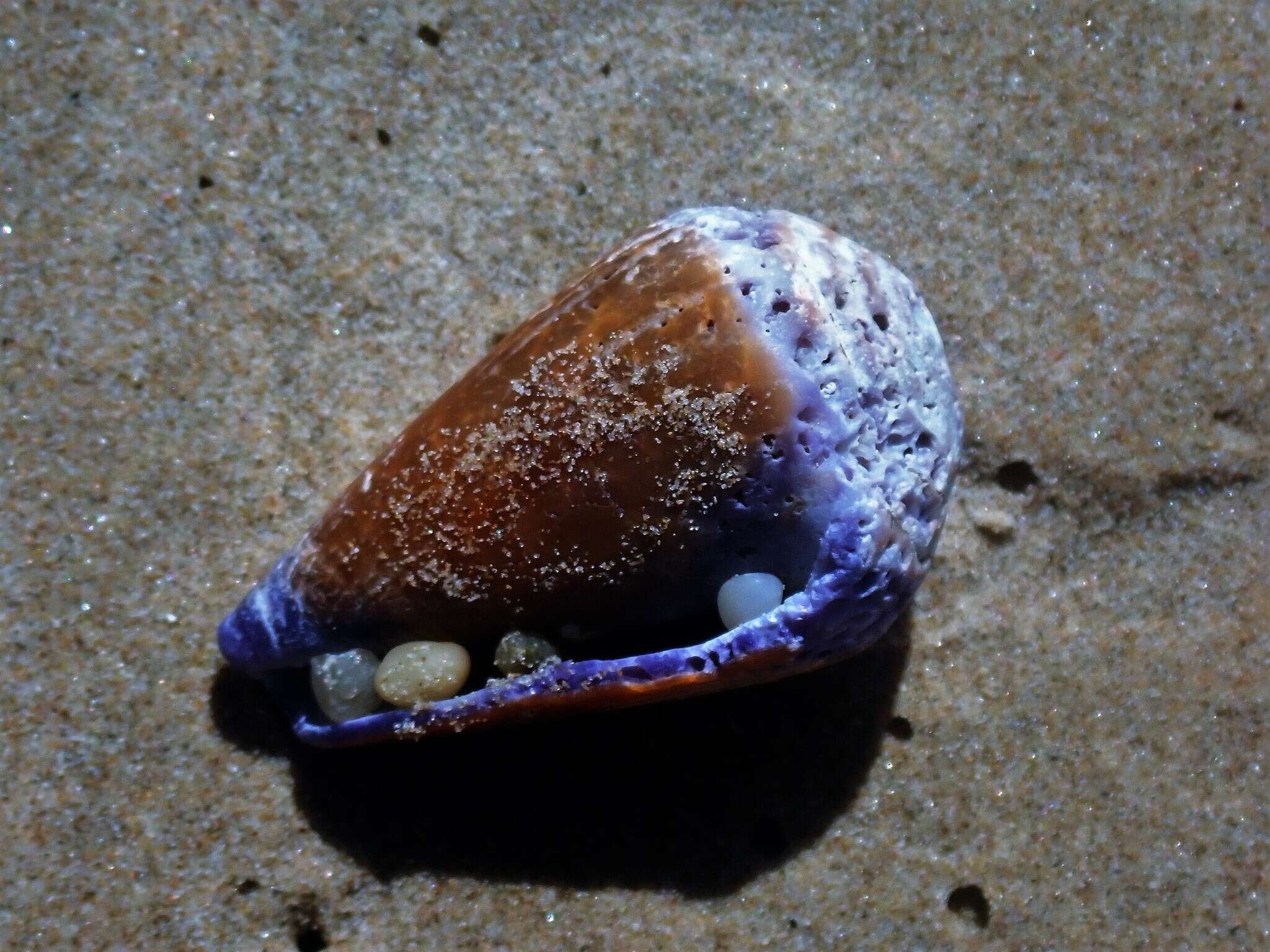 Image of blood-stained cone