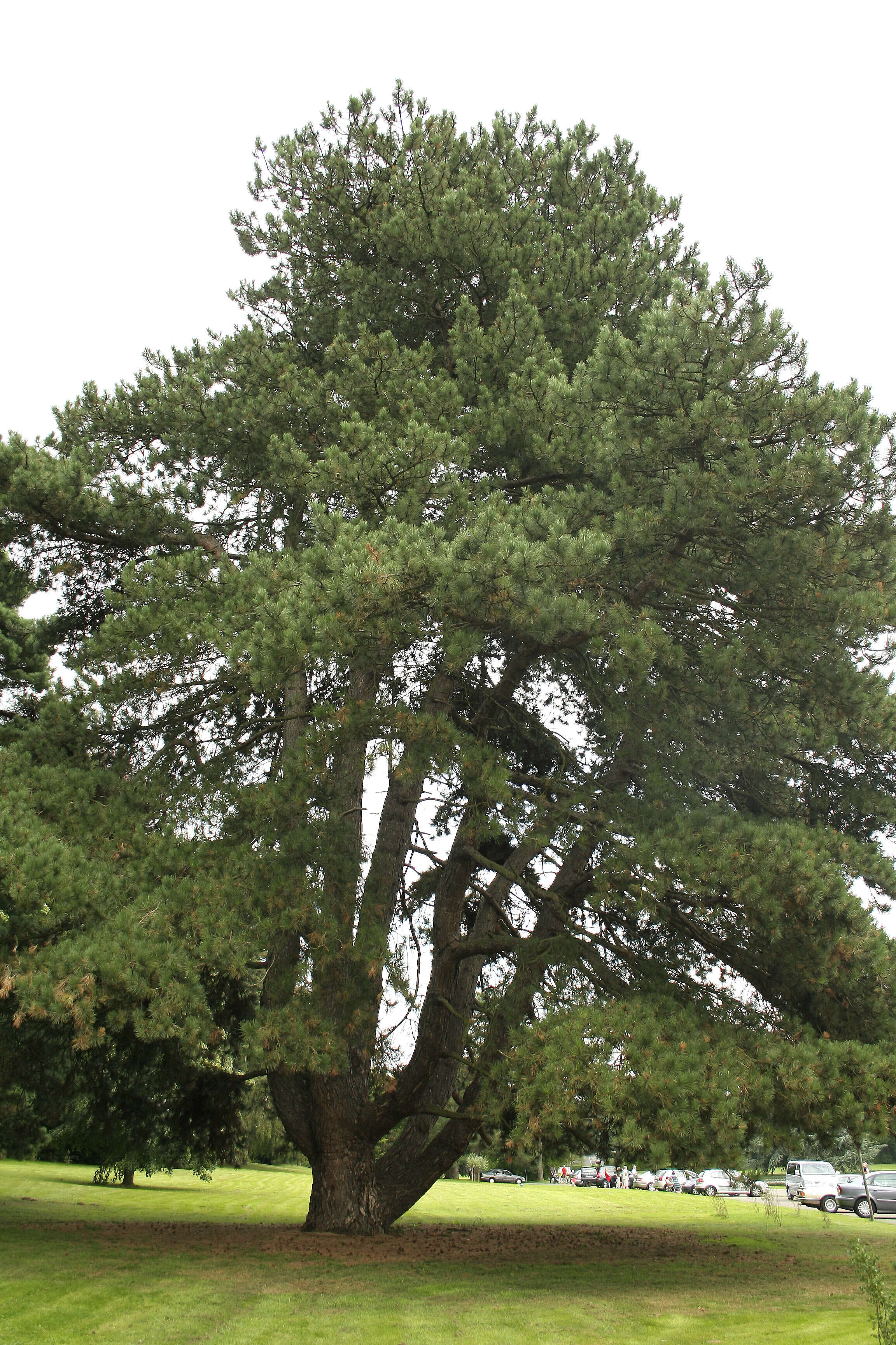 Imagem de Pinus nigra J. F. Arnold