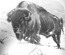 Image of American Bison