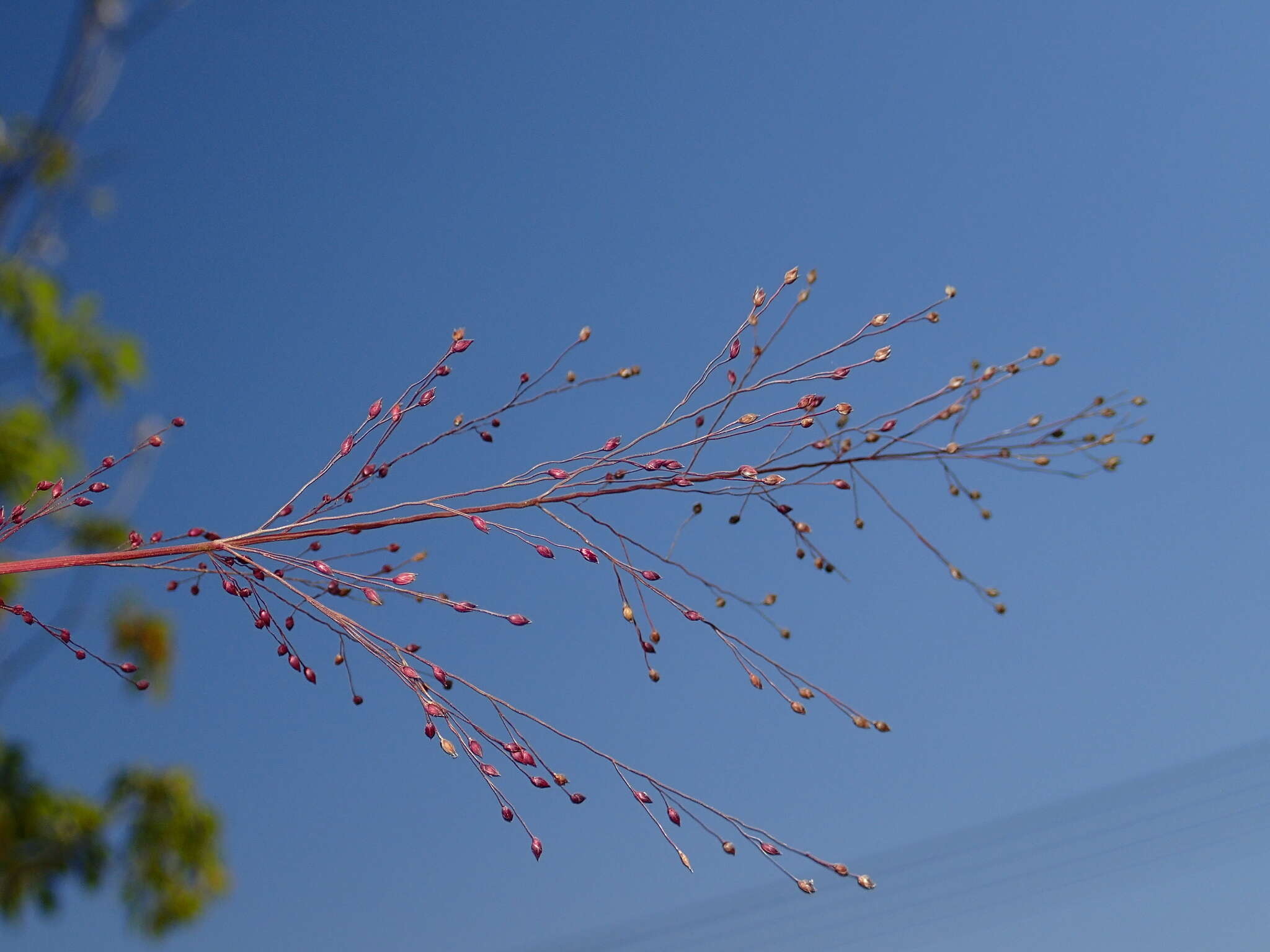 Panicum humile Steud.的圖片