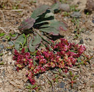 Image de Limonium congestum (Ledeb.) Kuntze