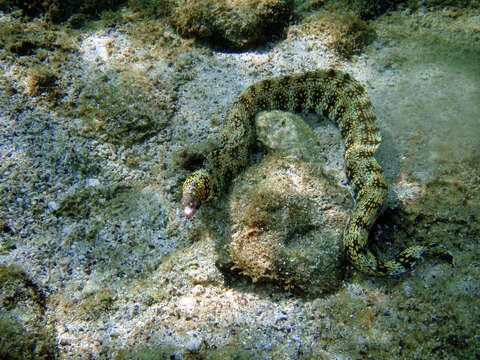 Image of Snowflake moray