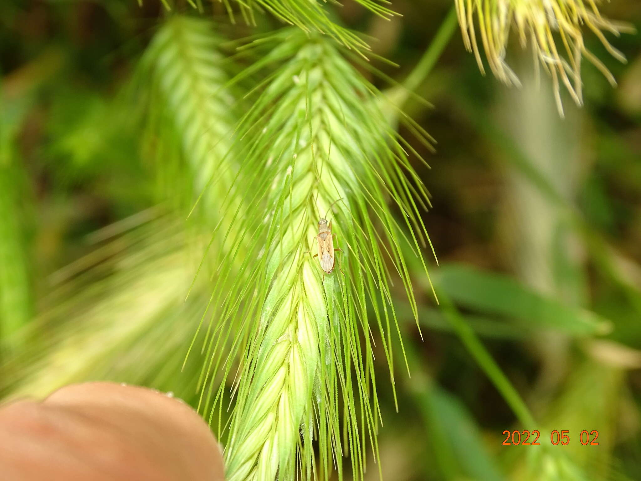 Sivun Paromius gracilis (Rambur 1839) kuva